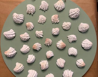 Spiny Jewelbox Canvas board art.