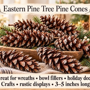 May include: Eastern Pine Tree Pine Cones in a wooden bowl with green pine needles. Text reads: Eastern Pine Tree Pine Cones. Great for wreaths, bowl fillers, holiday decor, crafts, rustic displays, 3-5 inches long.