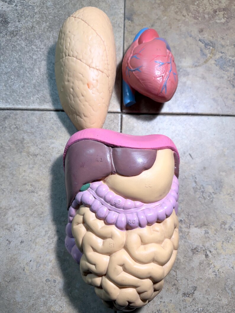 Vintage Medical Display Anatomy Sculpture MCM - Human Anatomical - Etsy