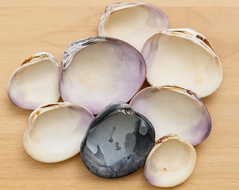 Quahog Hard Clam Shells - Set of 10 (2–4”) | Natural Seashells for Crafts, Coastal Decor, Beach Weddings & DIY Projects