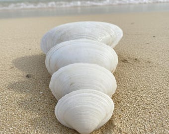 Large Clam Shells • Handpicked Natural Seashells • Beach Wedding & Coastal Decor • Decoupage, Painting, Centerpiece, Craft Supplies