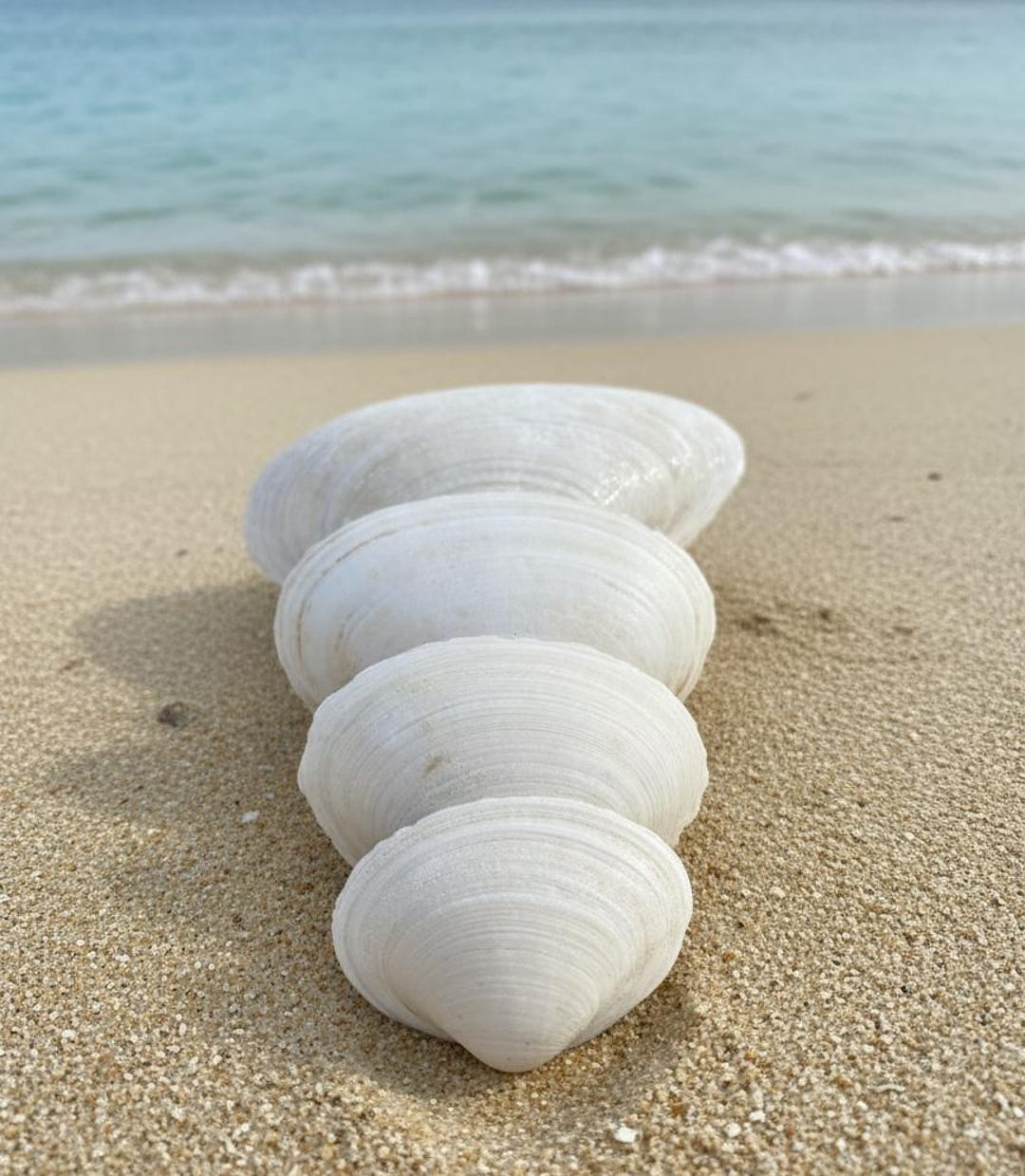Large Clam Shells • Handpicked Natural Seashells • Beach Wedding ...