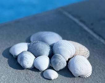 Cockle Shells • Set of 10 Natural Seashells for Crafts • Beach Wedding Decor • Coastal & Nautical Home Decor • Handpicked Long Island Shells