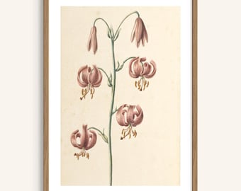 Lily Botanical Print – Vintage Floral Wall Art, Digital Download