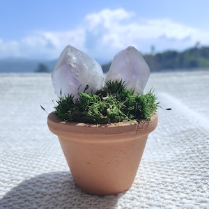 Ametistkristallkruka: 6,3 cm mini-skrivbordsdekoration med grön mossa • Lugn energigåva