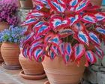 Hosta Seeds, 160+ Non-GMO Heirloom Shade Plants, Hardy Perennial Garden Foliage