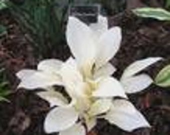 200 Seeds Hosta White Feather Plantain Lilies Perennials Ornamental Herb Plants