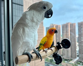 Bird Window Perch | Suction Cup Mounted Perch for Small to Medium Birds