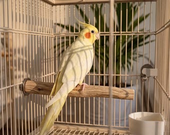 Handcrafted Wooden Bird Perches with Polished Metal Fasteners, Suitable for all parrots