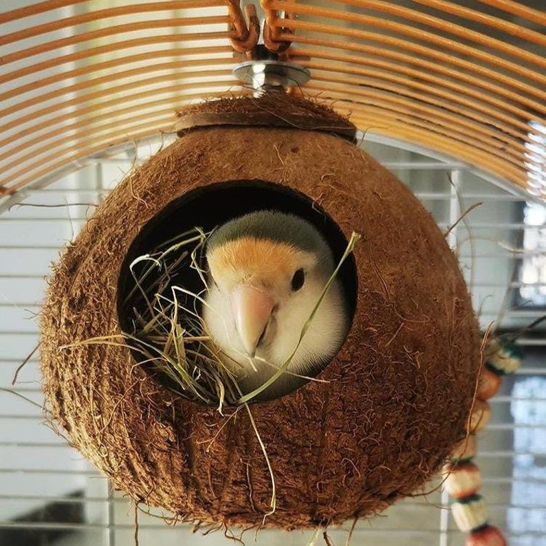Natural Coconut Shell, Bird Nest Hut, Hanging Hideaway for Small Birds ...
