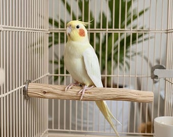 Handcrafted Wooden Bird Perches with Polished Metal Fasteners, Suitable for all parrots