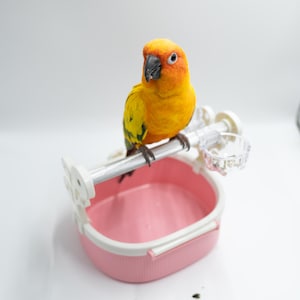 Peut inclure: Un perroquet orange et jaune vif perché sur un accessoire de cage à oiseaux rose et blanc. Le perroquet a un bec noir et regarde directement la caméra. L'accessoire de cage comprend un bol rose et une petite tasse transparente.