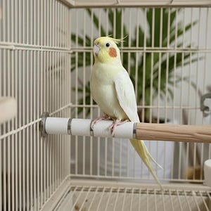 Handcrafted Wood Bird Perch, Natural Branch, Claw Grinding Surface