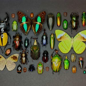 Colorful Beetle & Butterfly Shadow Box   Rectangular Perimeter Arrangement on Dark Background   Natural History Decor   Curiosity Display