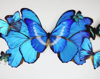 Morpho Cypris Peru (PE) - BIG Unmounted Tropical Specimen