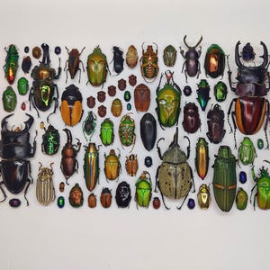 May include: A collection of various beetles, showcasing a diverse range of colors and sizes. The insects are arranged on a white surface, with hues of green, gold, brown, and black. Some beetles have prominent horns or mandibles.