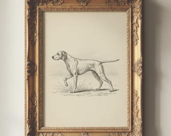 Vintage Engelse aanwijzerschets | Antieke hondenprint | Decoratie jachthut | Engelse countrykunst