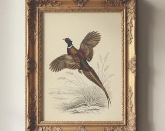 Print met vliegende fazant | Vintage vederwildkunst | Antiek jachtdecor | Cottagecore-print