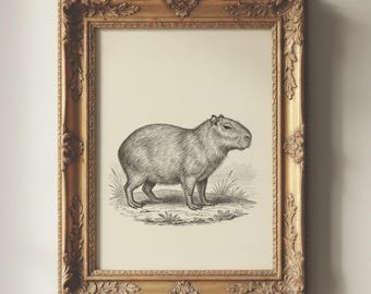Vintage capibaraprint | Eigenzinnige muurkunst | Eclectische kamerdecoratie | Antieke dierenschets