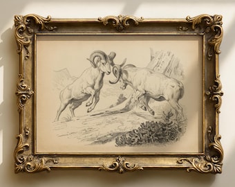 Lámina vintage de carneros chocando / Pelea de borregos cimarrones / Combate animal vintage / Arte mural masculino
