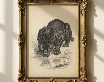 Black Panther-etsprint | Dark Academia-decor | Vintage jungledier | Antieke kattenschets