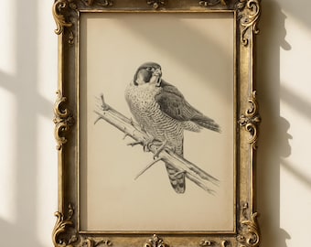 Lámina vintage de halcón / Arte de aves rapaces / Decoración estilo Dark Academia / Arte masculino para oficina