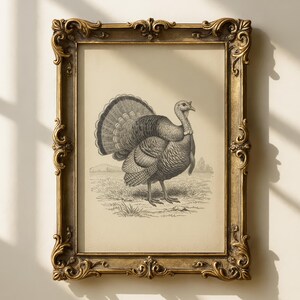 Puede incluir: Una impresión enmarcada de estilo vintage de un pavo. El pavo está representado en una ilustración detallada en blanco y negro, de pie sobre hierba. El marco es ornamentado, con un acabado dorado, añadiendo un toque clásico a la obra de arte.