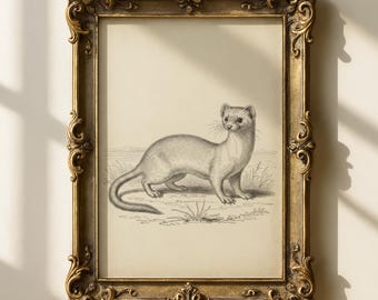 Vintage print wezel | Bos kinderkamerkunst | Antieke fretschets | Cottagecore-decor