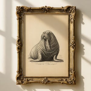 May include: A framed wall art piece featuring a detailed black and white illustration of a walrus on a beige background. The artwork is enclosed in an ornate, antique-style gold frame with intricate scrollwork and decorative relief detailing.