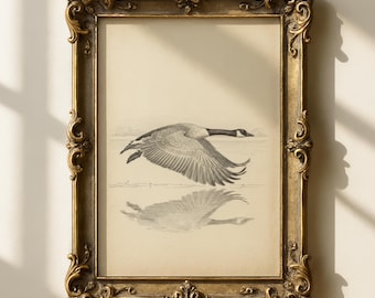 Estampado de ganso volando / Arte vintage de aves acuáticas / Decoración para casa de lago / Ilustración antigua de aves