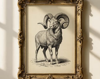 Vintage ram-print | Muurkunst ram | Rustiek hutdecor | Antieke dikhoornschapenposter