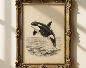 Lámina vintage de orca / Arte mural de ballena asesina / Biología marina antigua / Decoración náutica oscura