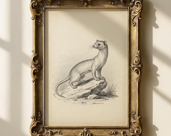 Grabado antiguo de comadreja / Arte antiguo de hurón / Gabinete de curiosidades / Arte de zoología forestal