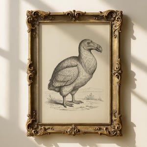 Lámina vintage de pájaro dodo / Gabinete de curiosidades / Arte animal antiguo / Decoración de pared ecléctica