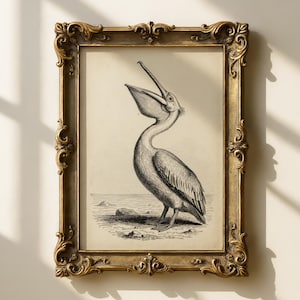 May include: A framed vintage print of a pelican with its beak open. The black and white illustration is set against a cream background and framed in an ornate gold frame. The pelican stands on a shoreline.