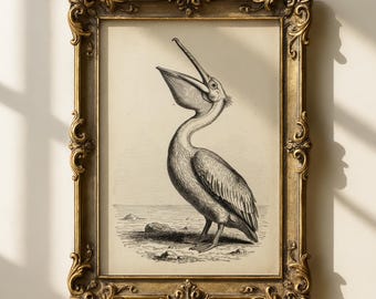 Pelican Vintage Art Print , Antique Bird Sketch, Coastal Farmhouse Decor, Digital Download