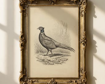 Afdrukbare muurkunst fazant, rustieke vogelschets, antieke boerderijdecor, digitale download