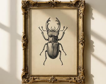 Print van hert kever, kunst aan de muur entomologie, antieke insectenillustratie, insectendecoratie