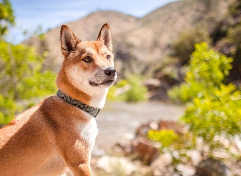 The history of dog collars