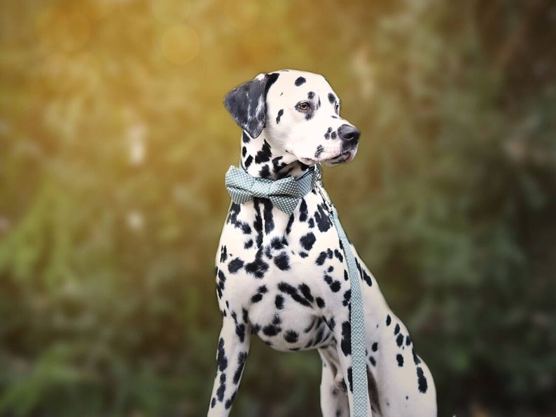 matching tie and bow tie