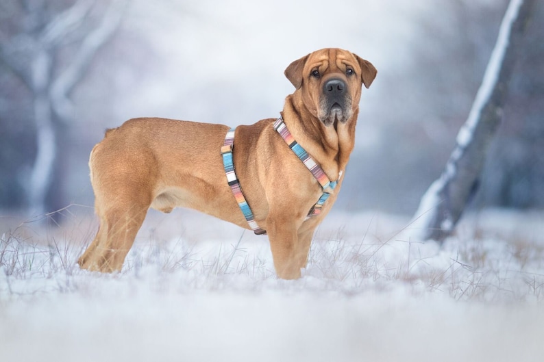 Comfortable Hstyle Roman Dog Harness Choose Your Favorite Etsy