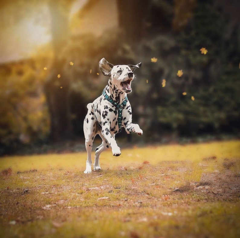 Comfortable Hstyle Roman Dog Harness Choose Your Favorite Etsy