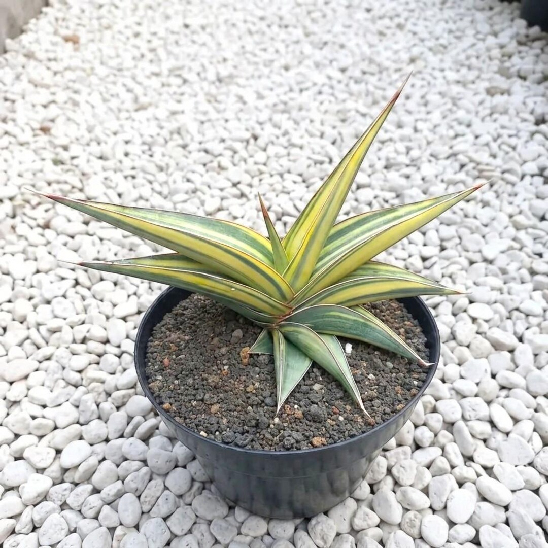 Sansevieria Johannesburg Variegated Rare.snake Plant - Etsy Israel