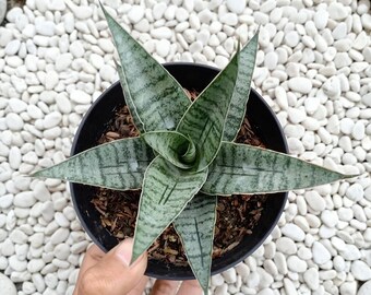 Sansevieria Sweet Celery Rare.Snake Plant