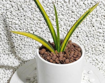 Sensevieria Midnight Brunnen Variegated Seltene Lebenspflanzen