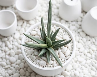 Sansevieria Francisii Weiß Bunt Rare.Snake Pflanze