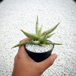 May include: A small, potted succulent plant with long, pointed green leaves featuring light green and red accents. The plant is in a black pot filled with white pebbles. The tips of the leaves have a reddish-orange hue.