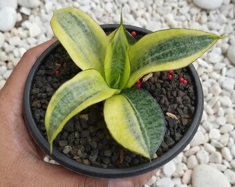 Sanseveria Hybride Marga Vielfältige seltene Schlangenpflanze