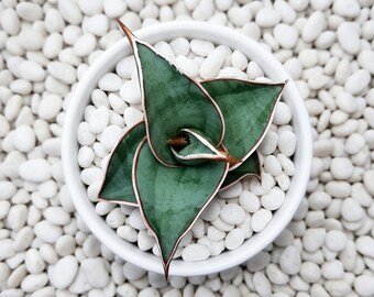 Sansevieria Pinguicula Emboss Multicolor Seltene Schlangenpflanze