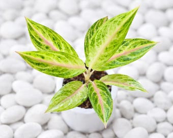 Aglaoneema Cinderella Seltene Lebenspflanzen